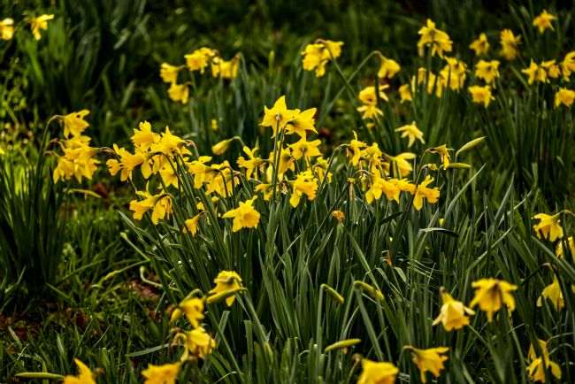 Gordon Maclaren | Daffodils in bloom, Tredegar Park, Newport