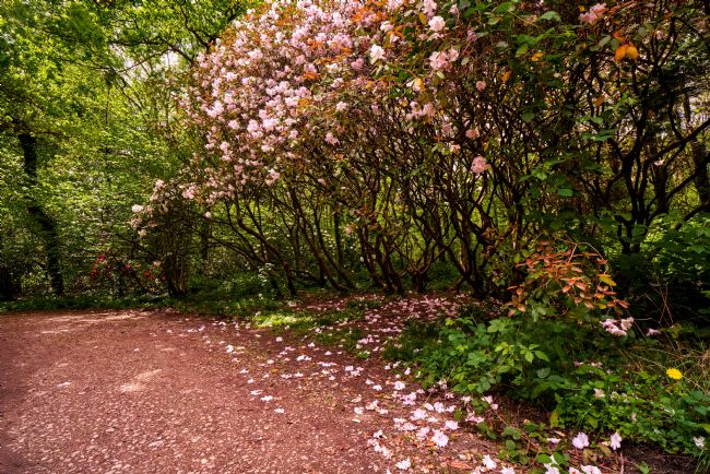 Gordon Maclaren | Rhododendron Tree Blossom, Parc Cefn Onn