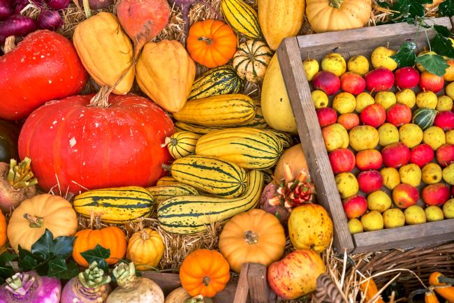 Gordon Maclaren | Autumn Vegetables: Pumpkins, Squash, Apples