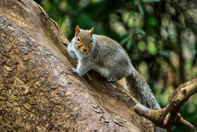 Gordon Maclaren | Inquisitive Grey Squirrel in Cardiff