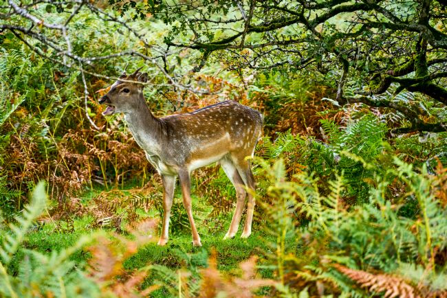 Gordon Maclaren | Fallow Deer in Dartmoor National Park