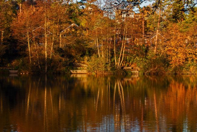 Stephen Prosser | Rustic reflections
