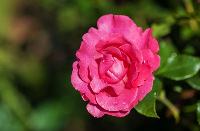 Stephen Prosser | In the pink