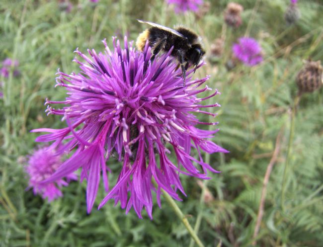 Stephen Prosser | Pretty flower with guest