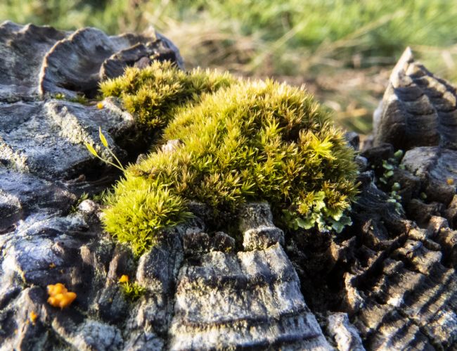 Stephen Prosser | Cradled moss