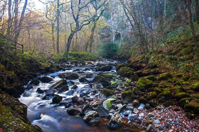 Stephen Prosser | A stream ran through it