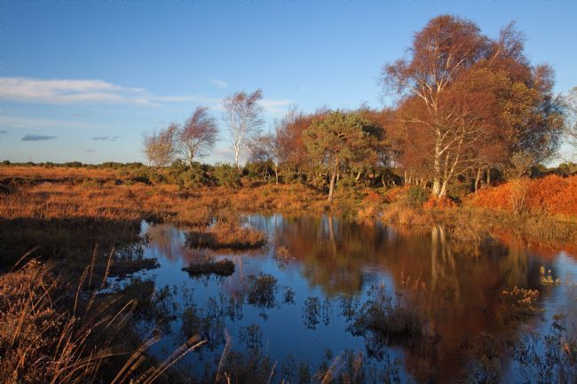 Stephen Prosser | A magical forest pool