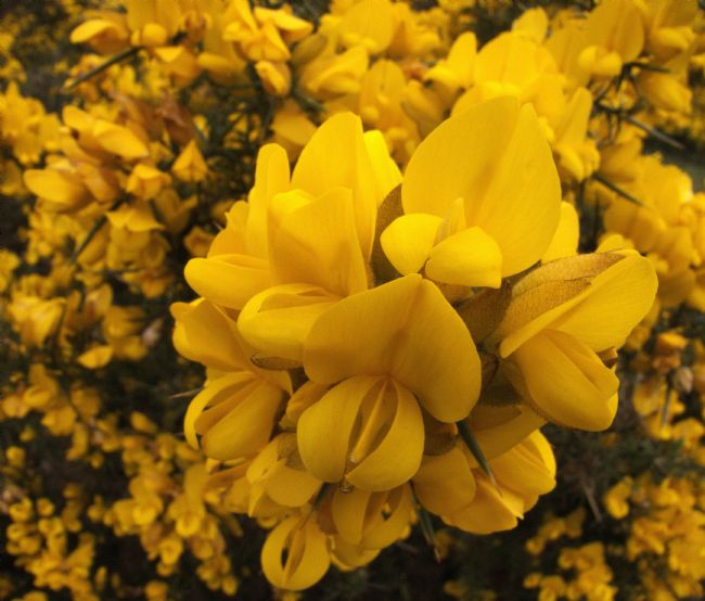 Stephen Prosser | Yellow cheer