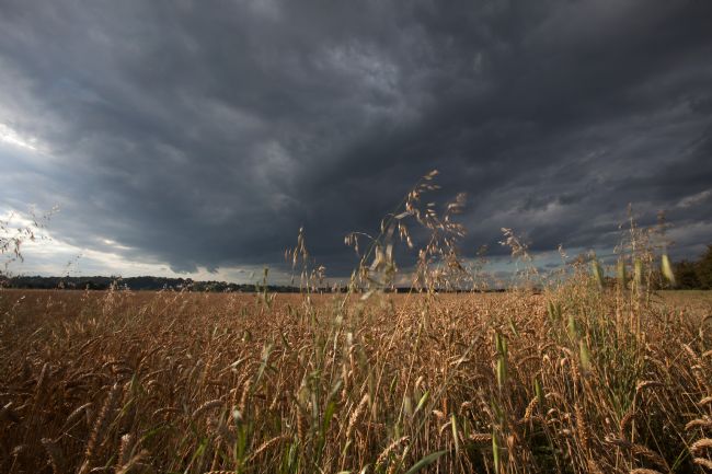 Stephen Prosser | Wild oats