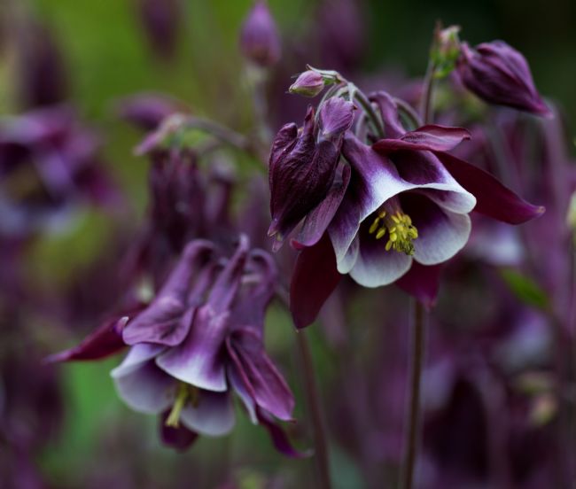 Stephen Prosser | Cottage garden Columbine