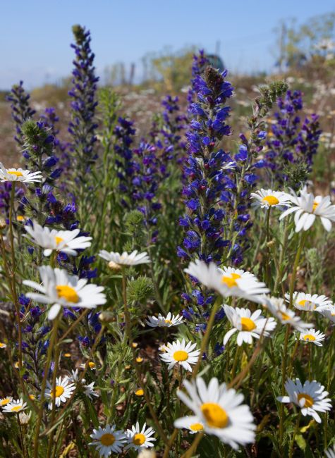 Stephen Prosser | Flower power