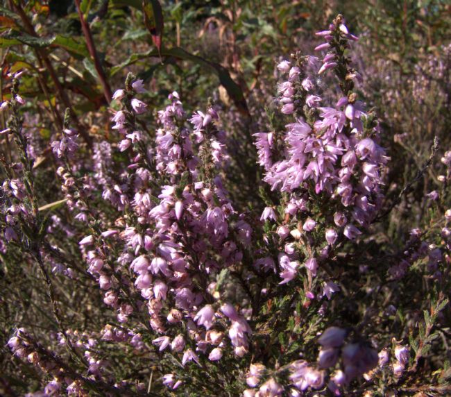 Stephen Prosser | Lucky Heather