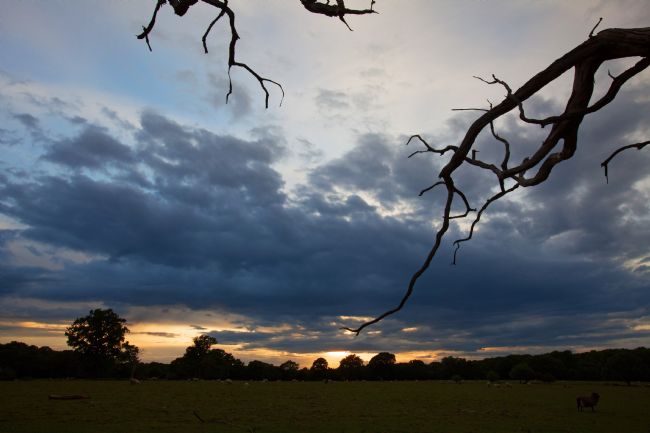 Stephen Prosser | Sinister fingers