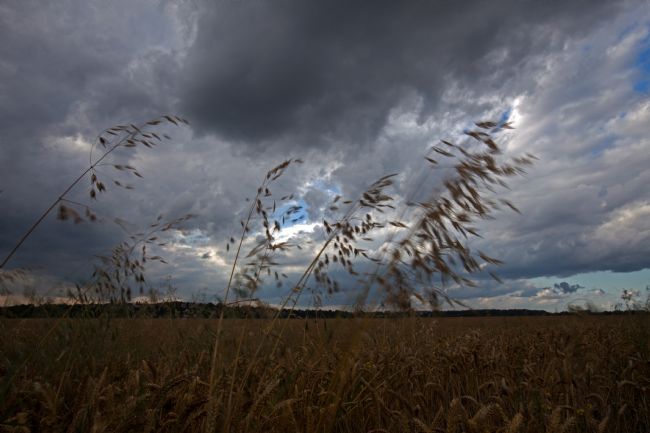 Stephen Prosser | Wheat blowing in the wind