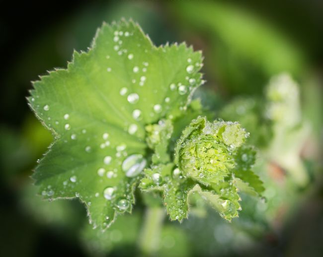 Stephen Prosser | Raindrops on a leaf