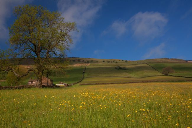 Stephen Prosser | Buttercups and dry stone walls
