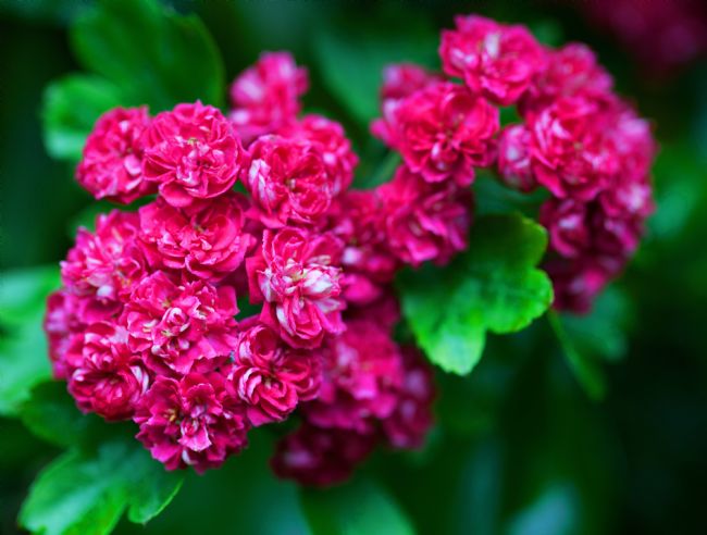 Stephen Prosser | Vibrant Hawthorn