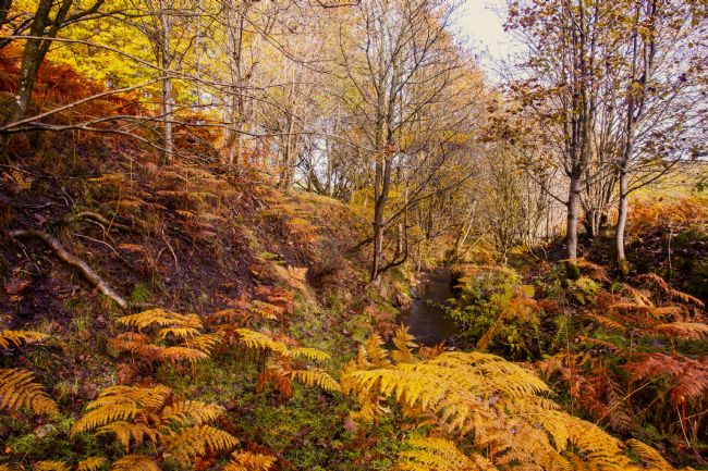Stephen Prosser | Rustic autumn tints