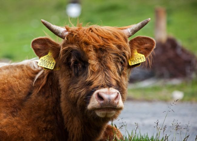 Stephen Prosser | Whats your beef