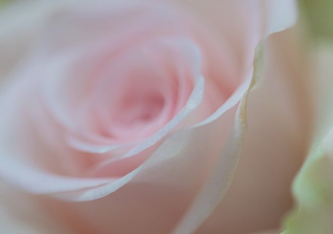 Veronica Watson | Pink Rose