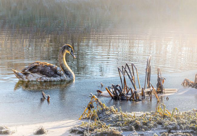 Veronica Watson | Winter swan